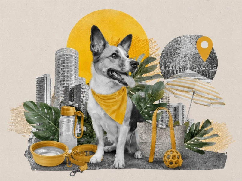 Dog-friendly літо: головне про лапки